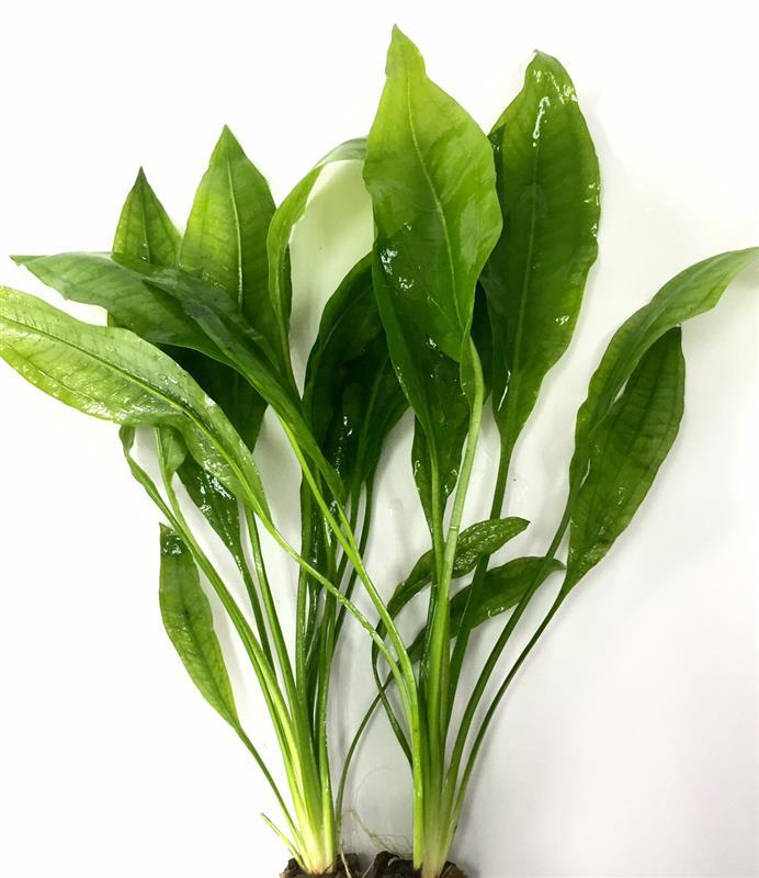 Echinodorus amazonicus in pot